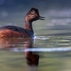 Potapka cernokrka - Podiceps nigricollis - Eared Grebe 5119